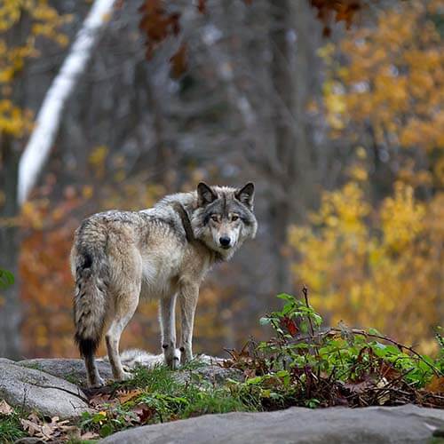 Wolf representing Built in Gains (BIG) Tax